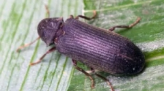 Beetles grins i kako ih se riješiti